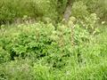 معرفی و راهنمای پرورش گیاهان زینتی فضای باز - سنبل ختایی